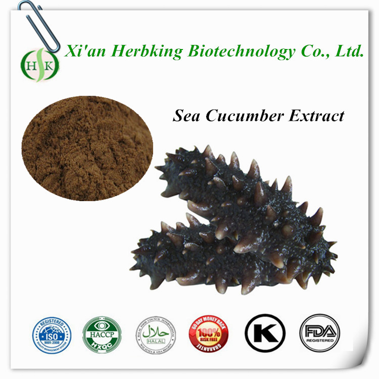 Holothuria /Sea cucumber extract